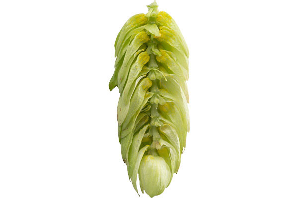 gallery-hops-product-cascade-02