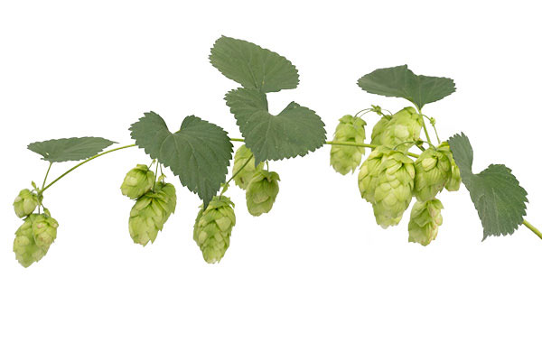 gallery-hops-product-cascade-03