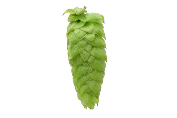 gallery-hops-product-vic-secret-01