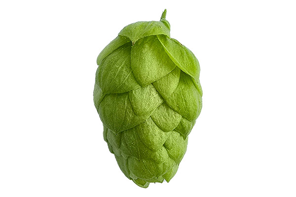 gallery-hops-product-luna-01