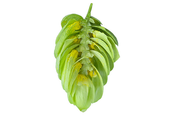 gallery-hops-product-luna-02