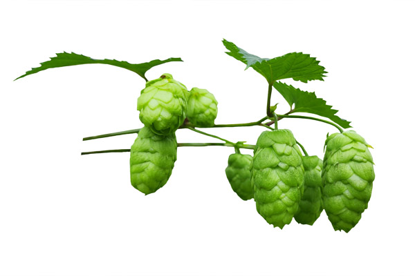 gallery-hops-product-luna-03